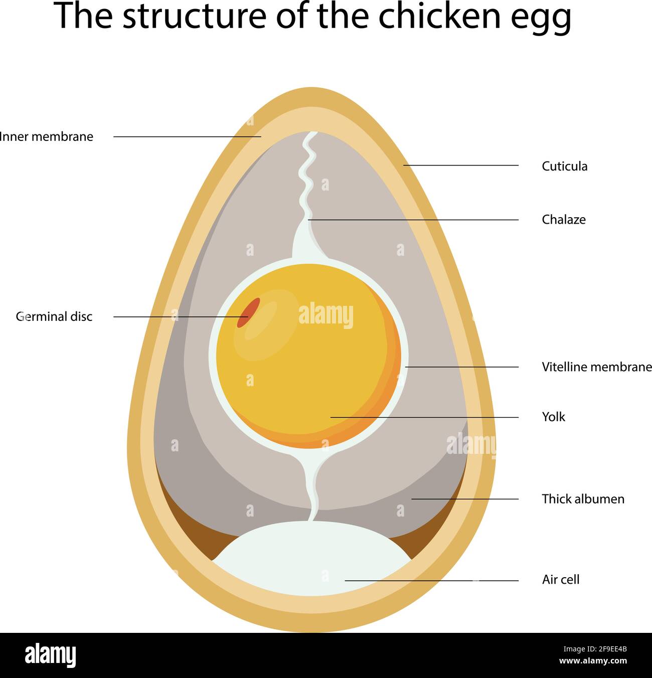 Vektorzeichnung der Struktur eines Hühnereis Stock Vektor