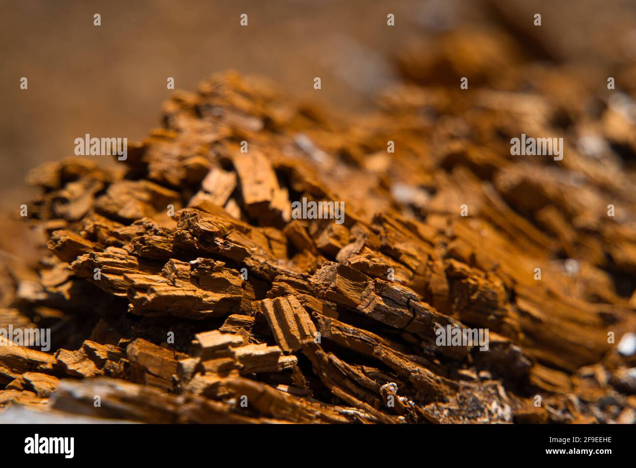 Ein Hintergrundbild einer Nahaufnahme der organischen Textur eines zersetzenden Holzes oder Holzes. Stockfoto