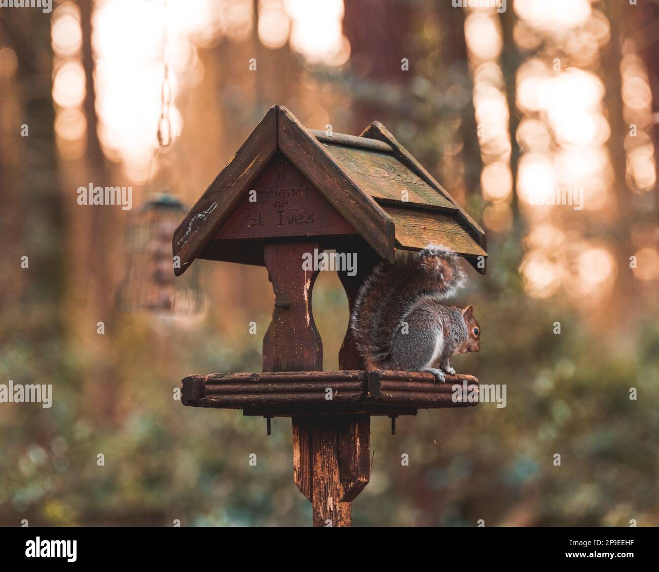 Graues Eichhörnchen, das auf einem Vogelhaus im Wald steht Nüsse essen Stockfoto