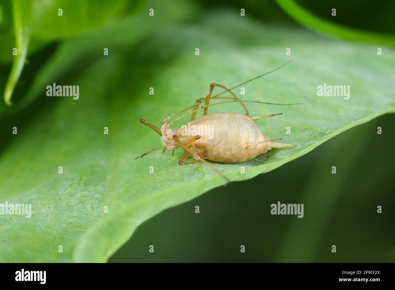 Acyrthosiphon pisum ist allgemein als Erbsenblattlaus oder als grüner Delfin, Erbsenlaus und Kleeblattlaus bekannt. Es ist ein saftsaugendes Insekt in den Aphididae Stockfoto