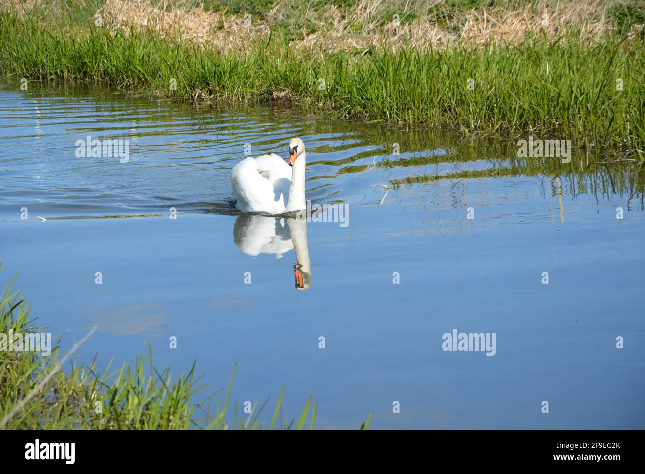 Schwan mit Herzflügeln Anglesey Abbey Cambridge UK, DSLR Stockfoto