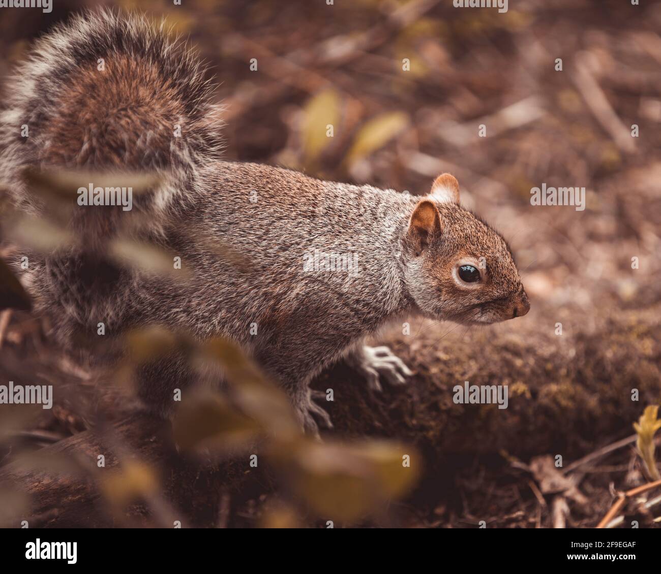 Nahaufnahme eines grauen Eichhörnchens im Wald Stockfoto