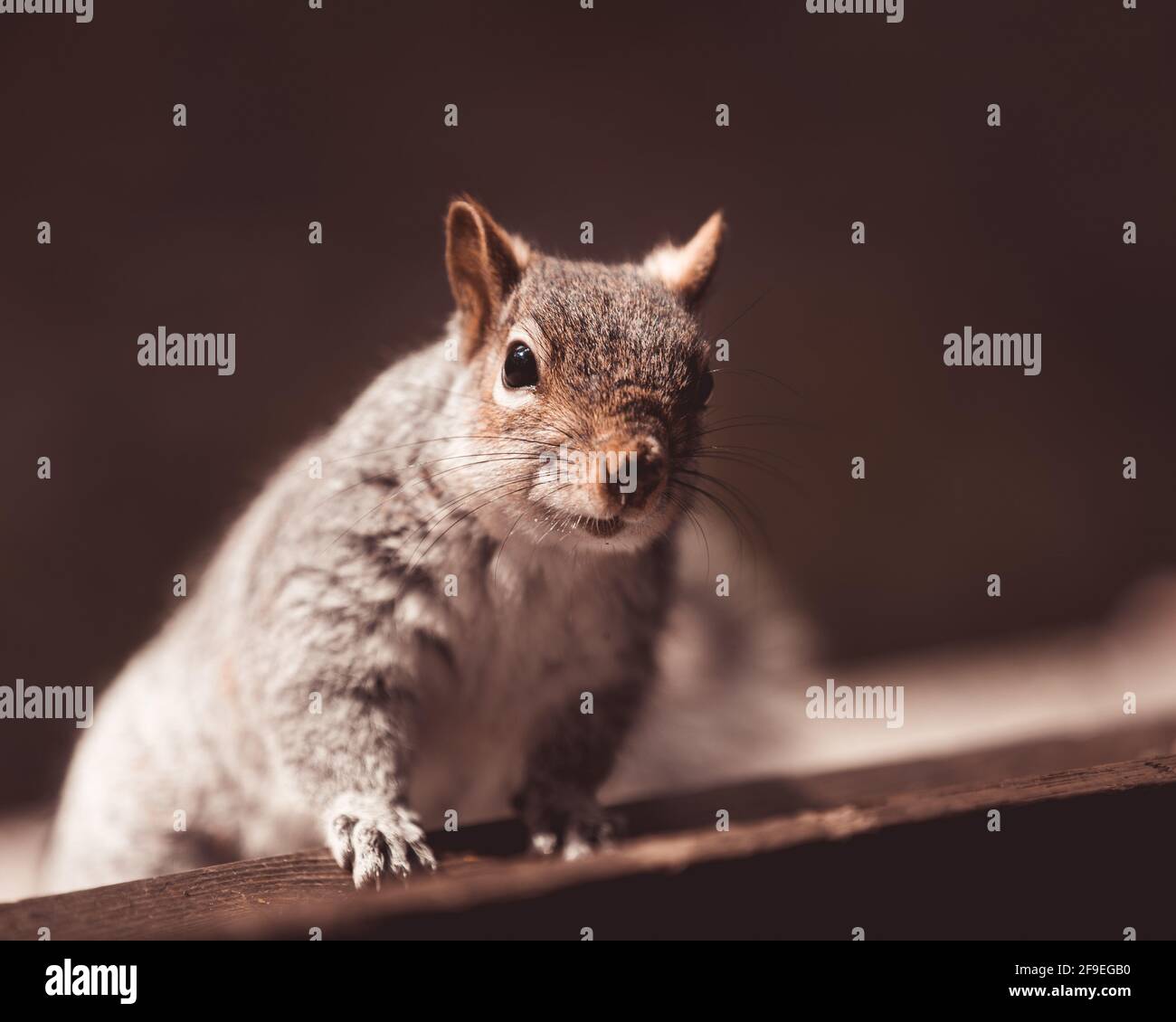 Nahaufnahme eines grauen Eichhörnchens im Wald Stockfoto