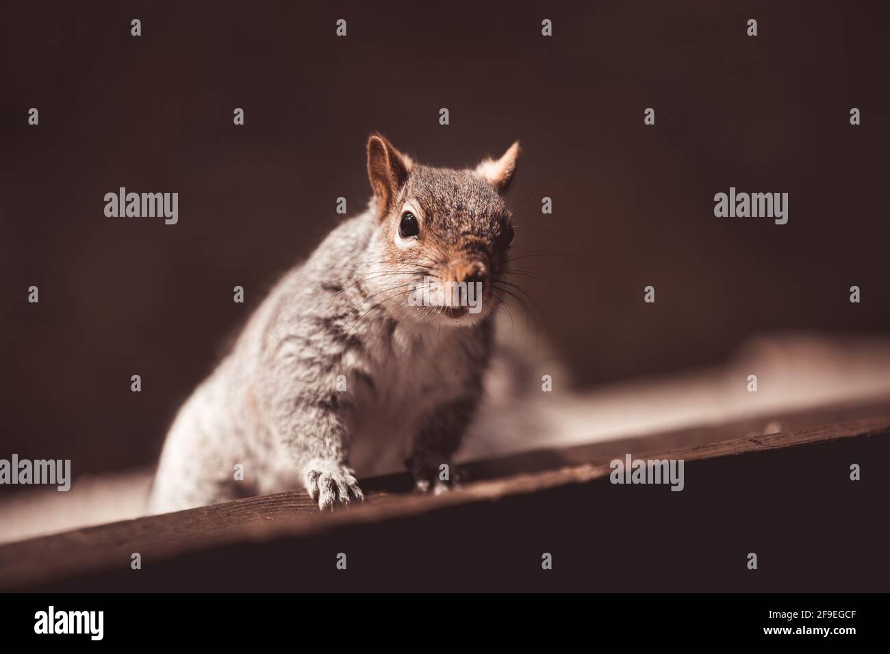 Nahaufnahme eines grauen Eichhörnchens im Wald Stockfoto