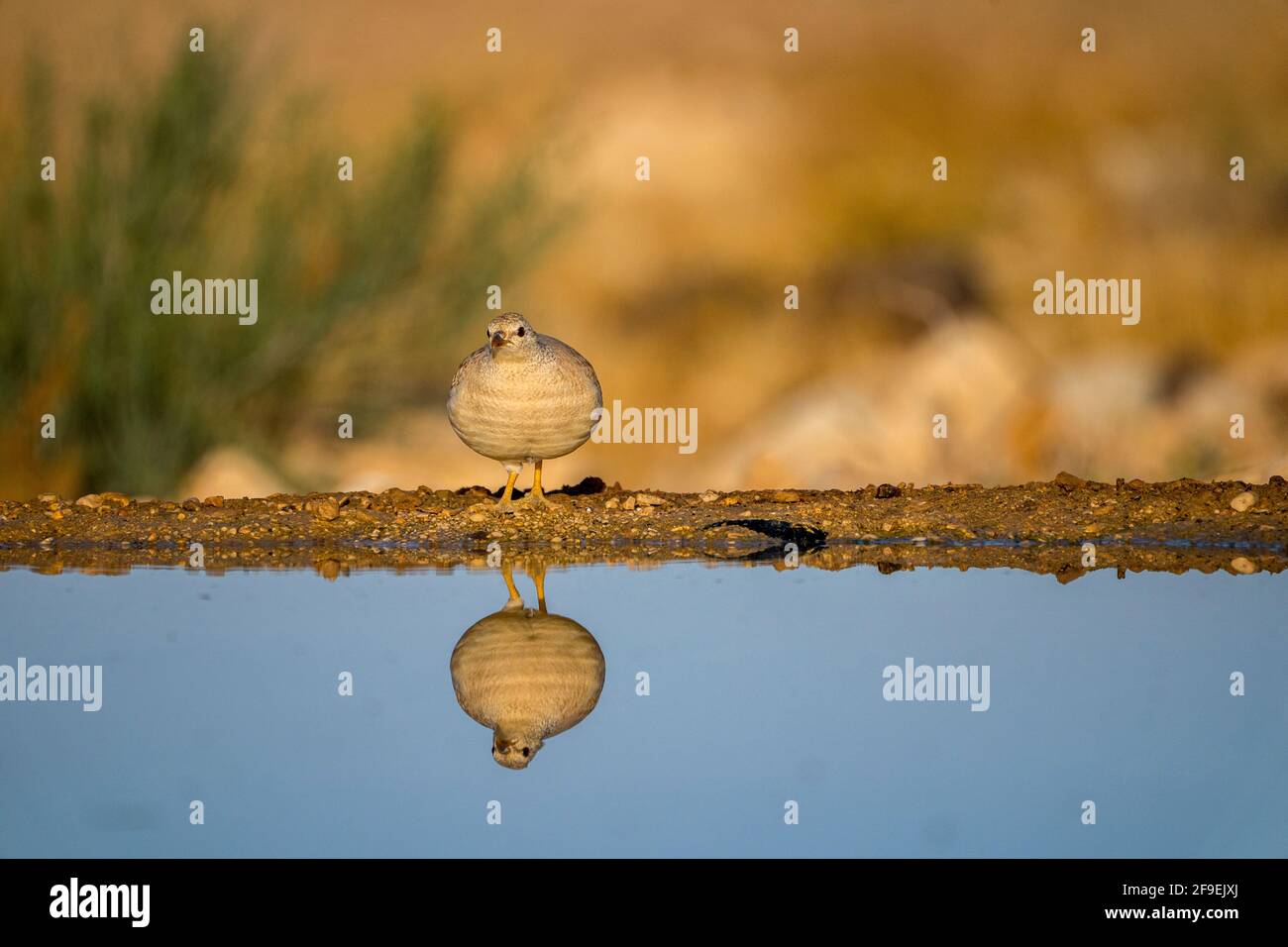 Die Küken eines Sandhuhns (Ammoperdix heyi) sind ein Wildvögel der Fasanenfamilie Phasianidae der Ordnung Galliformes, gallinaceous birds. Stockfoto