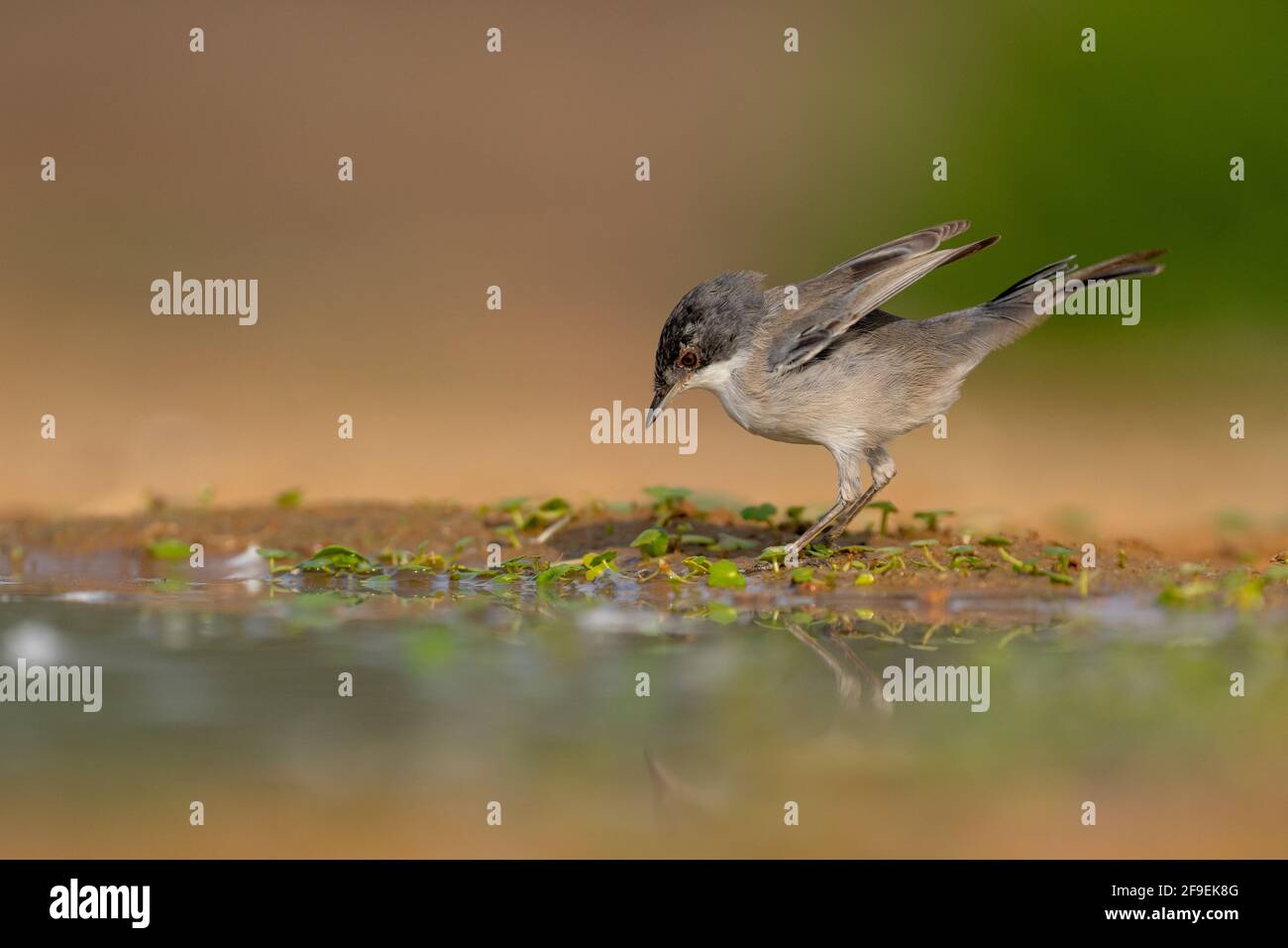 Männlicher sardischer Waldsänger, AKA Schwarzkopfsänger (Curruca melanocephala syn Sylvia melanocephala), ist ein häufiger und weit verbreiteter typischer Waldsänger aus dem Stockfoto