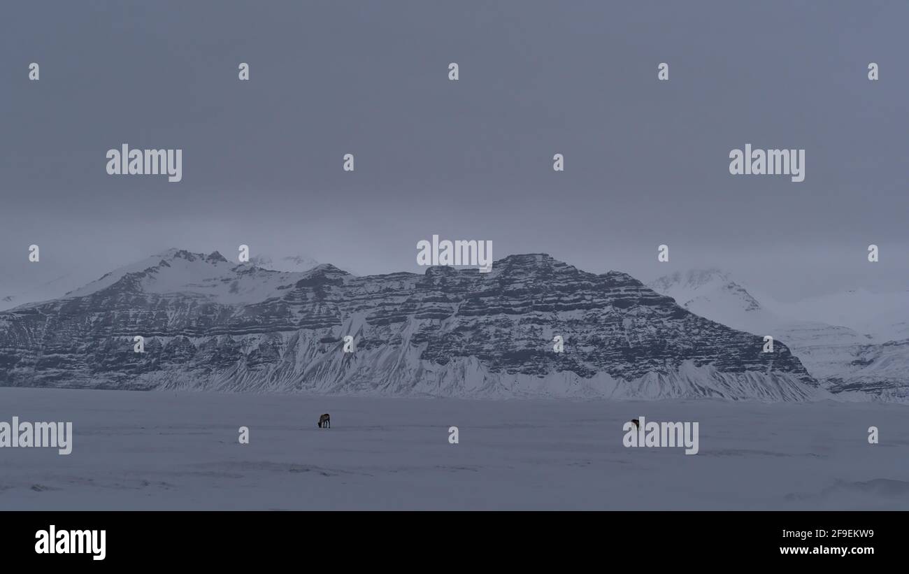 Raue Winterlandschaft mit zwei weidenden Rentieren (Rangifer tarandus) im tiefen Schnee in der Nähe von Jökulsárlón, Vatnajökull Nationalpark, im Süden Islands. Stockfoto