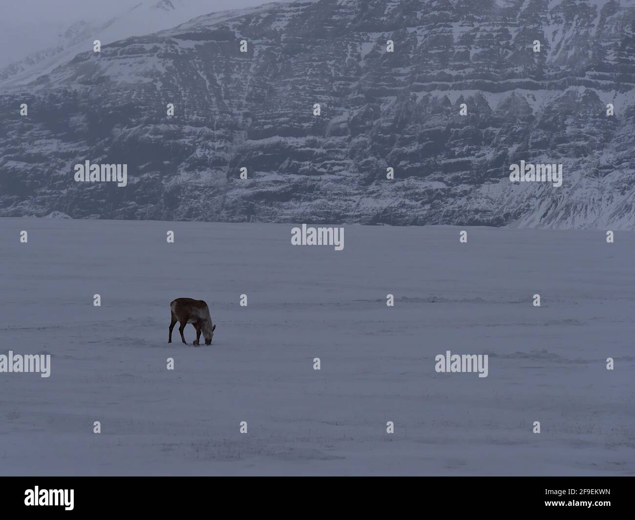 Karge Winterlandschaft mit einsamen weidenden Rentieren (Rangifer tarandus) auf schneebedecktem Feld in der Nähe von Jökulsárlón, Vatnajökull, Island. Stockfoto