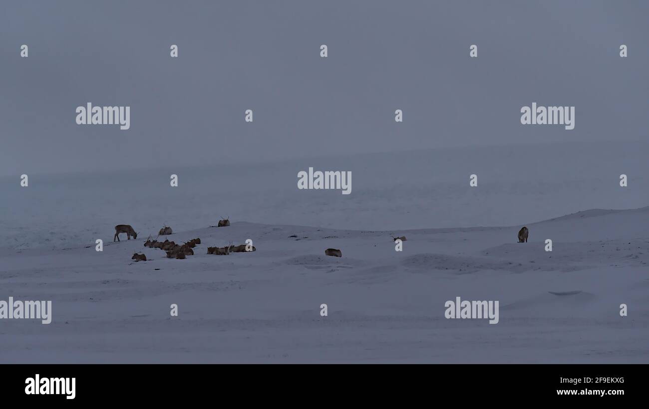 Kleine Herde von Roaming Rentiere (Rangers tarandus) auf einer von tiefem Schnee bedeckten Wiese in der Nähe von Jökulsárlón, Vatnajökull Nationalpark, im Süden Islands. Stockfoto