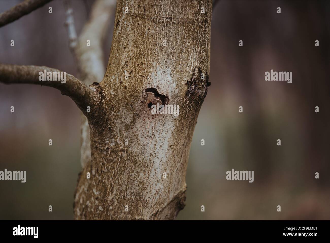 Ein Detail eines Baumzweiges im unscharfen Hintergrund Stockfoto