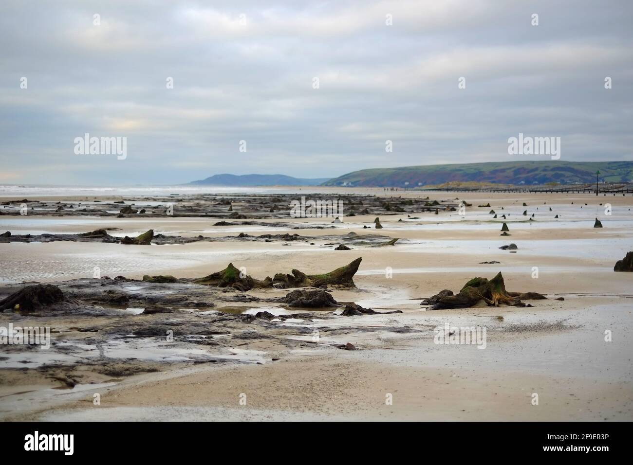 Untergetauchte prähistorische Wälder, Borth, Wales, die von stürmischen Meeren enthüllt wurden Stockfoto