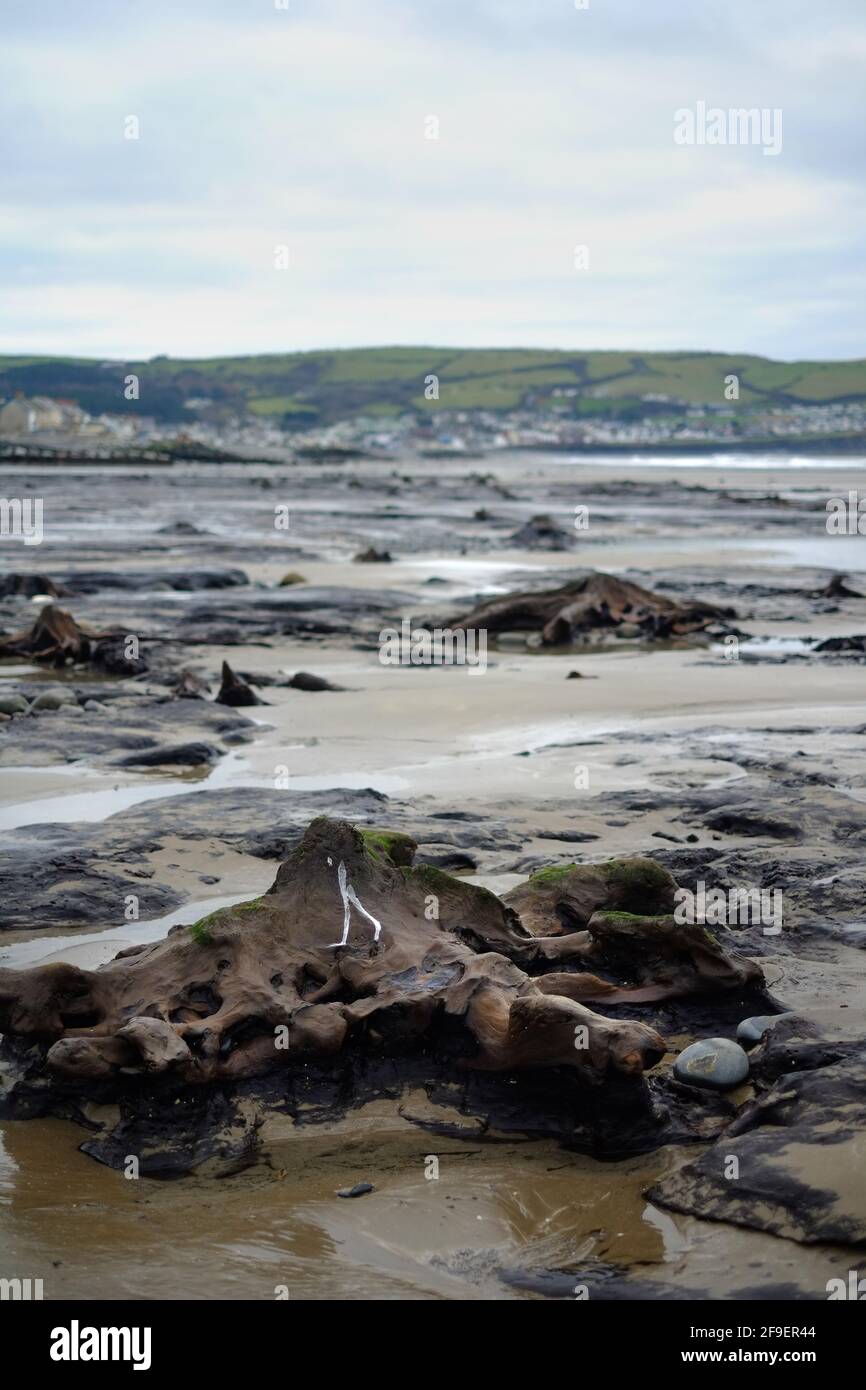 Untergetauchte prähistorische Wälder, Borth, Wales, die von stürmischen Meeren enthüllt wurden Stockfoto