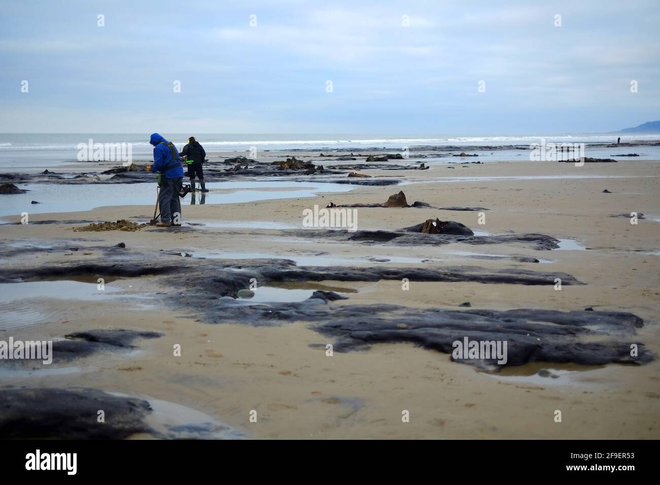 Untergetauchte prähistorische Wälder, Borth, Wales, die von stürmischen Meeren enthüllt wurden Stockfoto