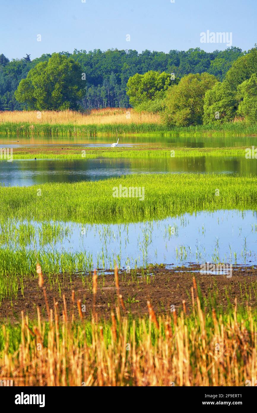 Polen, Milicz Podnds, woiwodschaft Niederschlesien. Stockfoto