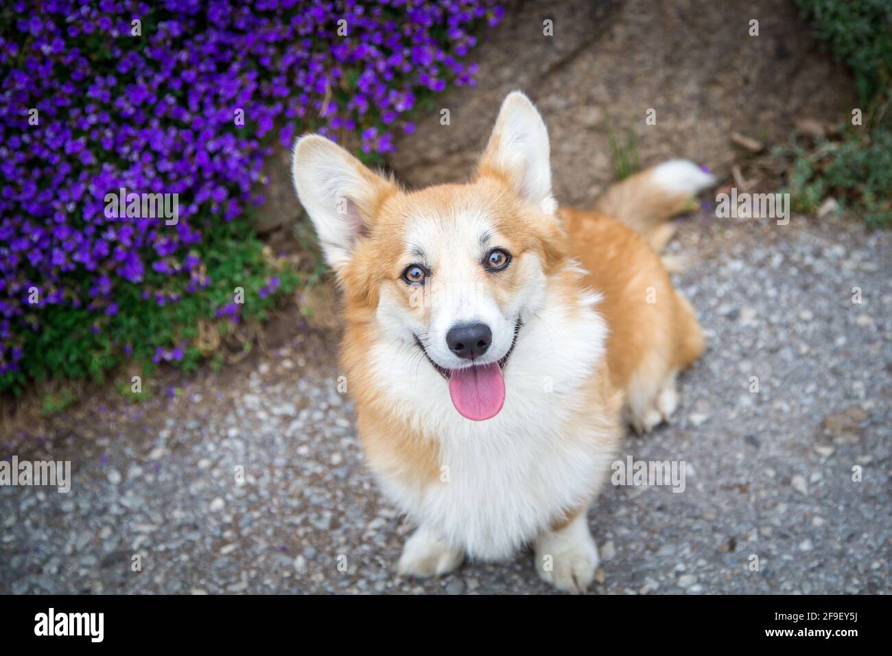 Welsh Corgi Pembroke Hündin schaut zur Kamera, vor lila Blüten Stockfoto