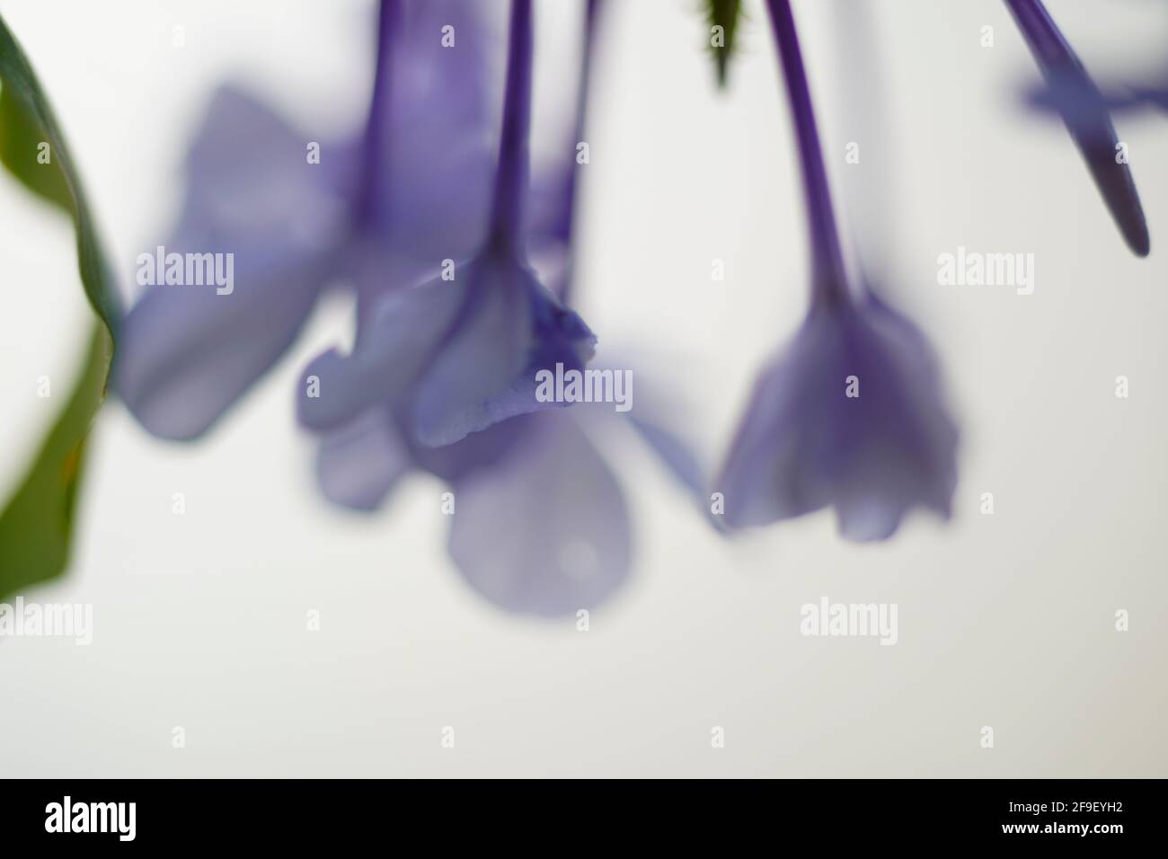 Nahaufnahme einer blühenden Phlox divaricata, der wildblaue Phlox, Waldphlox oder wildsüßer william, ist eine blühende Pflanze aus der Familie Po Stockfoto