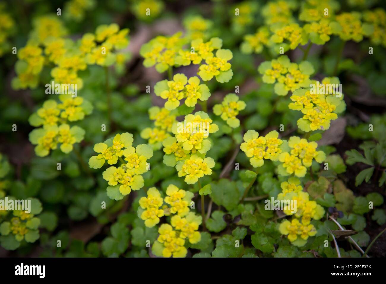 Gelbe Blüte im Frühling, Gabrielental in Weitra, Waldviertel, Österreich - April 2021 Stockfoto