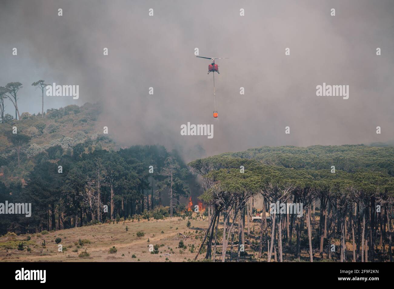 Feuerwehrleute eilen, um ein Feuer zu löschen, das durch Kiefern wütet Auf dem Tafelberg in der Nähe des Rhodes Memorial [Feuerwehrhubschrauber #capetownfire] Stockfoto