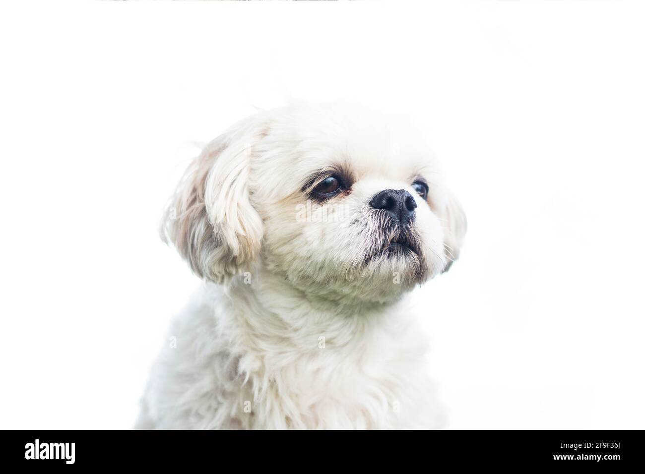 Nahaufnahme eines maltesischen Schoßhundes auf einem weißen Bild Hintergrund Stockfoto