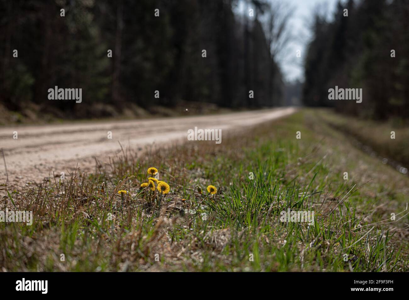 tussilago fara blüht. Nahaufnahme einer weißen Medizinblume mit Blütenblättern, die im Frühling in der Nähe der Waldstraße blühen. Muttertag oder Frühling. Stockfoto