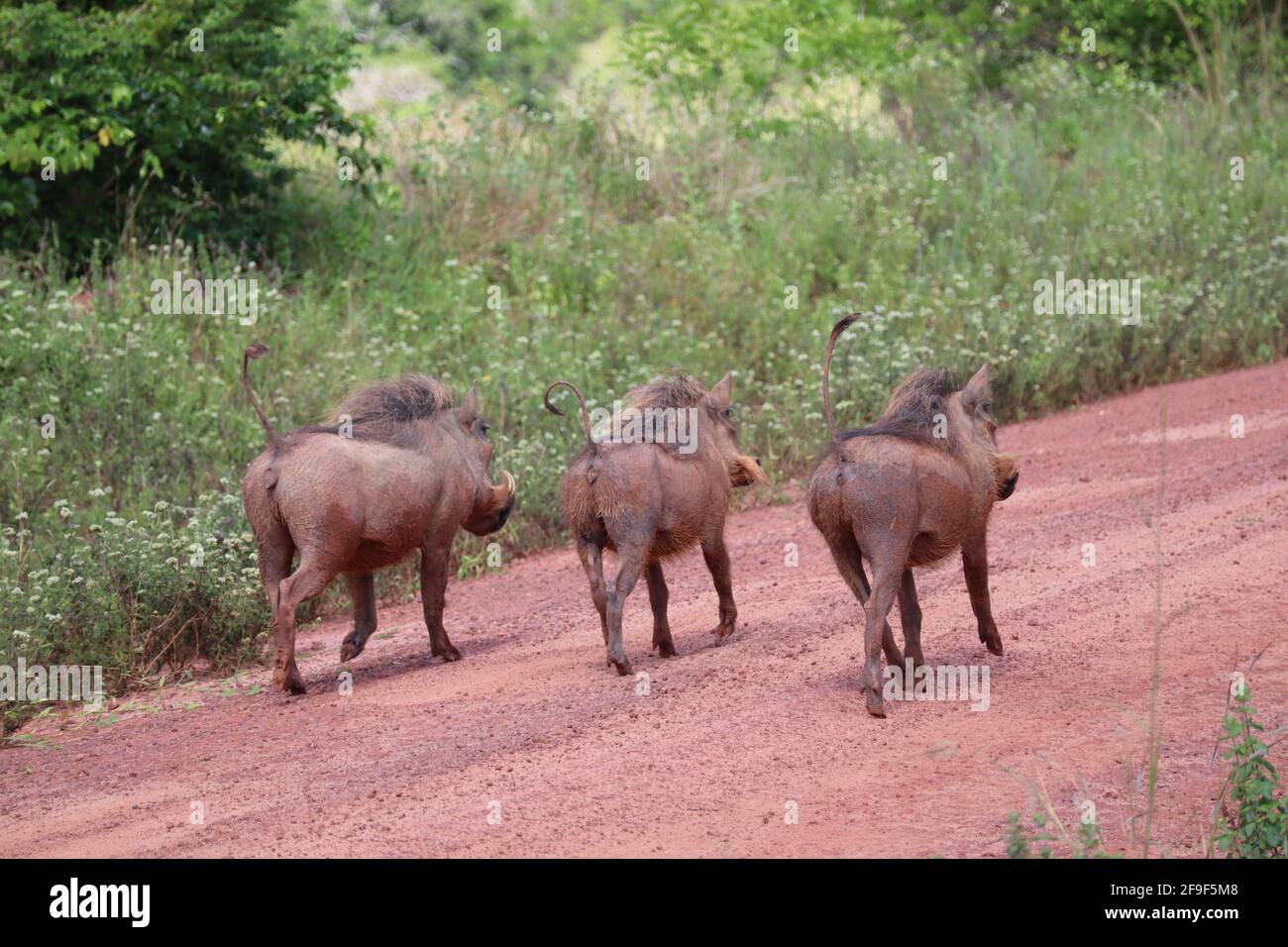 Drei Warzenschweine laufen auf dem roten Boden im Shimba Hills National Park, Kenia Stockfoto