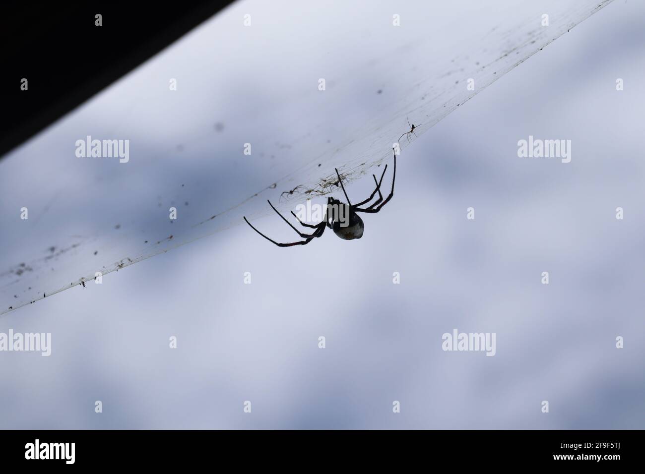 Afrikanische Spinne auf ihrem Spinnennetz in Kenia Stockfotografie - Alamy