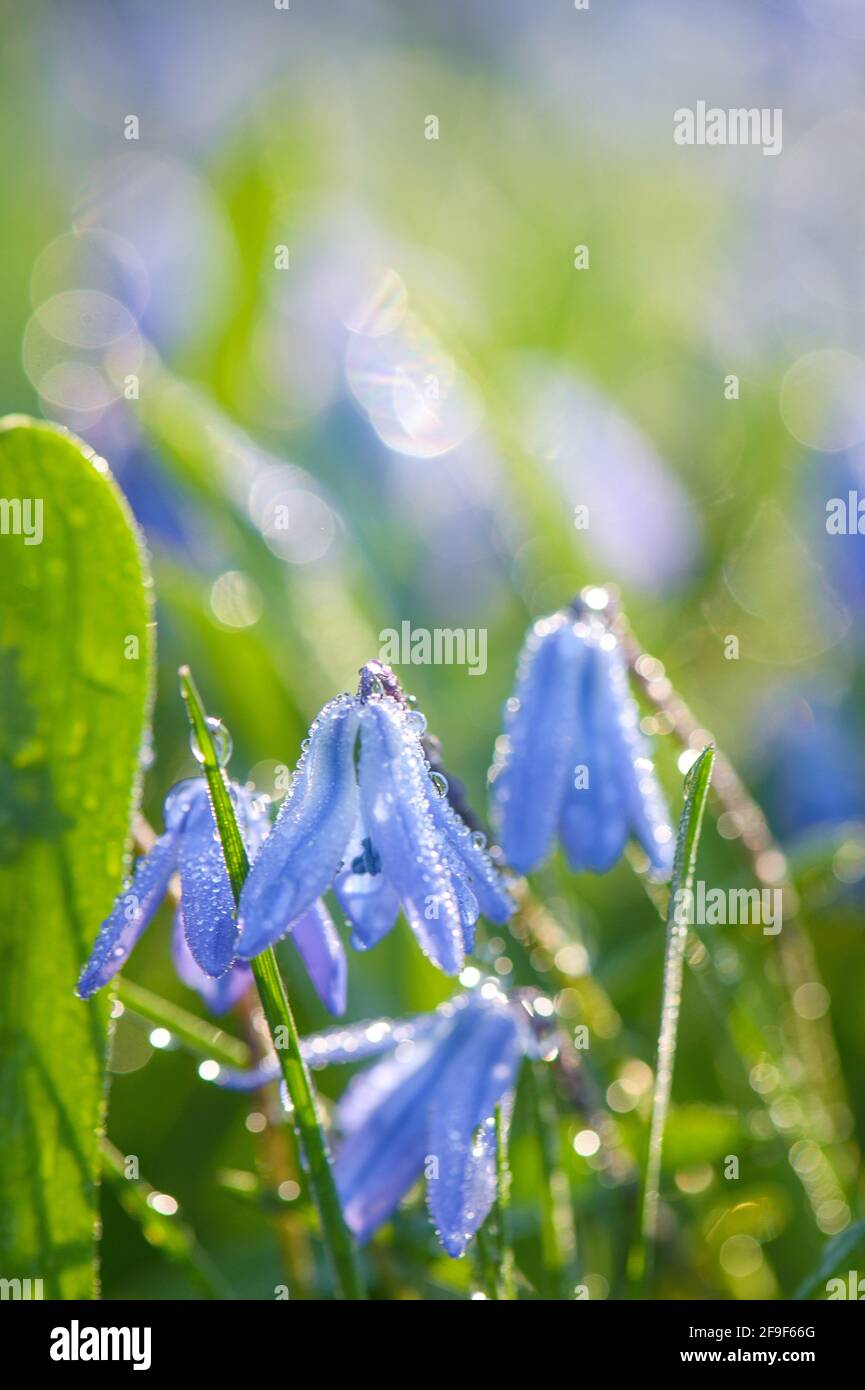 Die ersten frühlingsblauen Blüten Siberian Squill, Scilla siberica close-up. Makro von blauen Blumen Gerüste in Tau Tropfen. Wunderschönes Bokeh. Weich selektiv Stockfoto