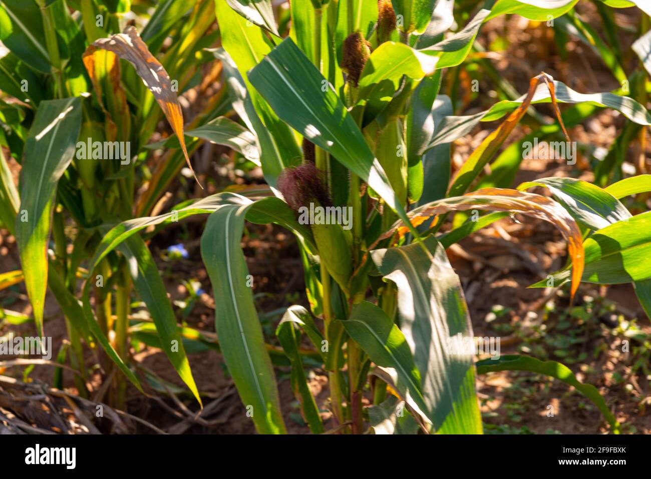 Maisplantage im Stadium der Ohrbildung. In vielen Teilen der Welt  angebautes Getreide, das als menschliche Nahrung oder als Tierfutter  verwendet wird. Pflanzen in Blüte und redproductio Stockfotografie - Alamy