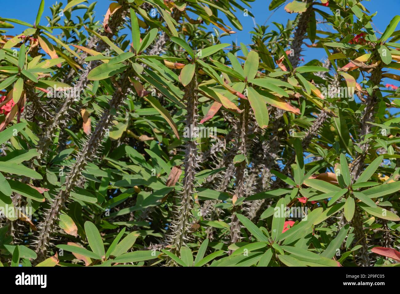 Als Hecke verwendete Pflanzen der Art „Phribia milii“. Dorniger Strauch aus Madagaskar ist in Brasilien sehr weit verbreitet, wo er als Zierpflanze und als Schutzpflanze verwendet wird Stockfoto