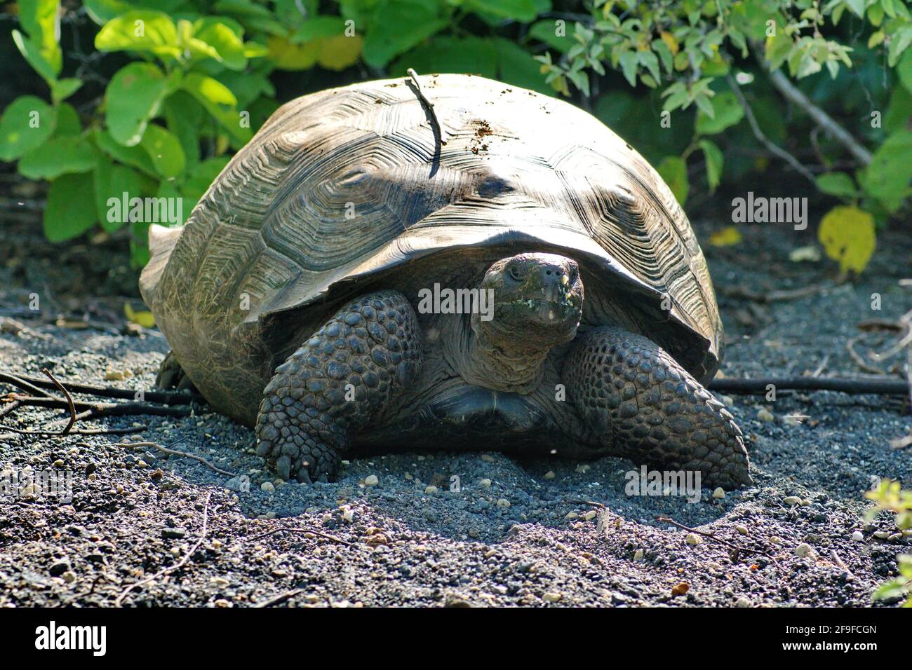 Galapagos-Riesenlandschildkröte in der Urbina Bay, Isabela Island, Galapagos, Ecuador Stockfoto