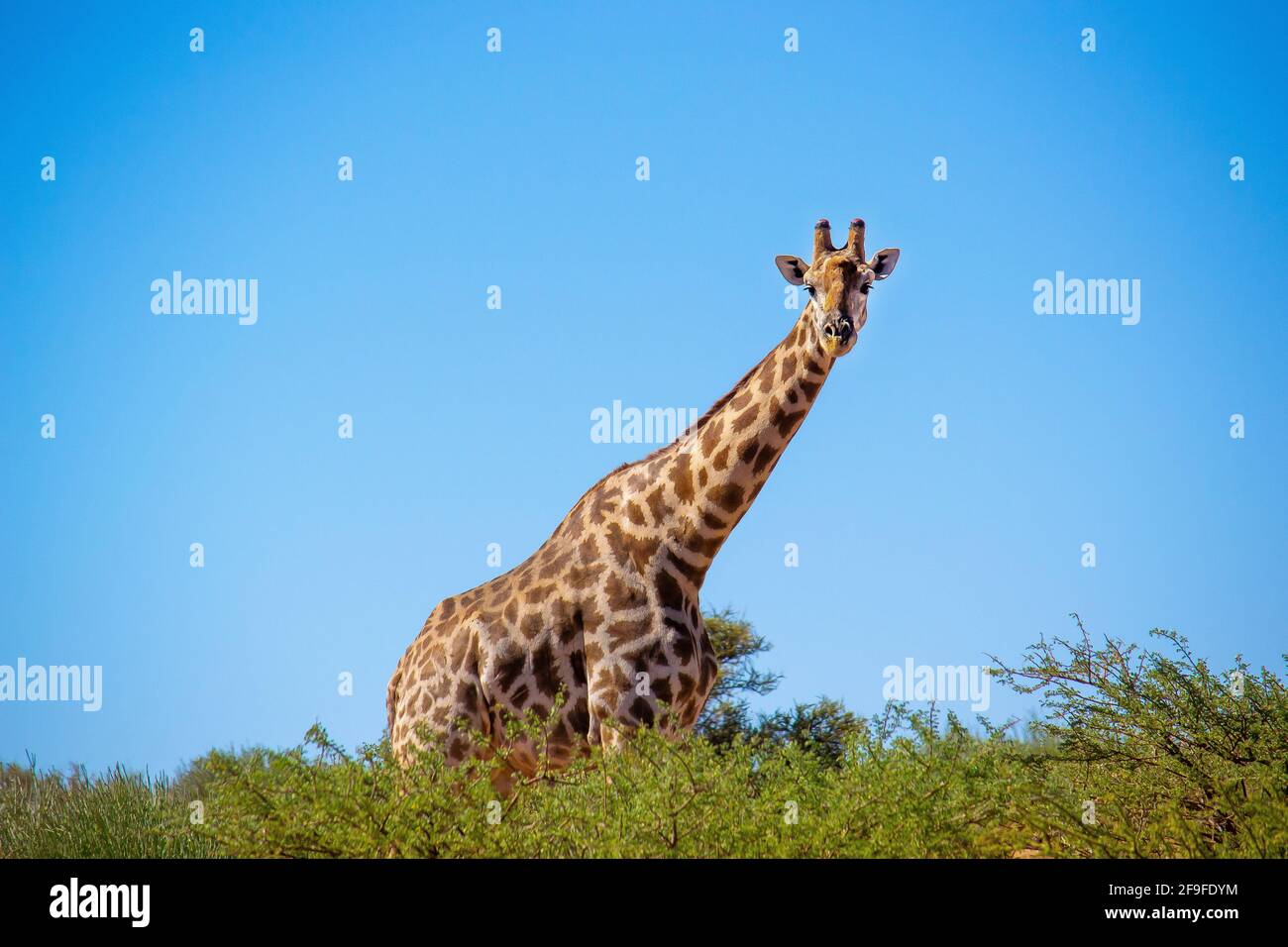 Cape, alias South African, Giraffe, die im Krüger National Park im Auge behält. Der südafrikanische Krüger-Nationalpark ist einer der größten in Afrika. Stockfoto