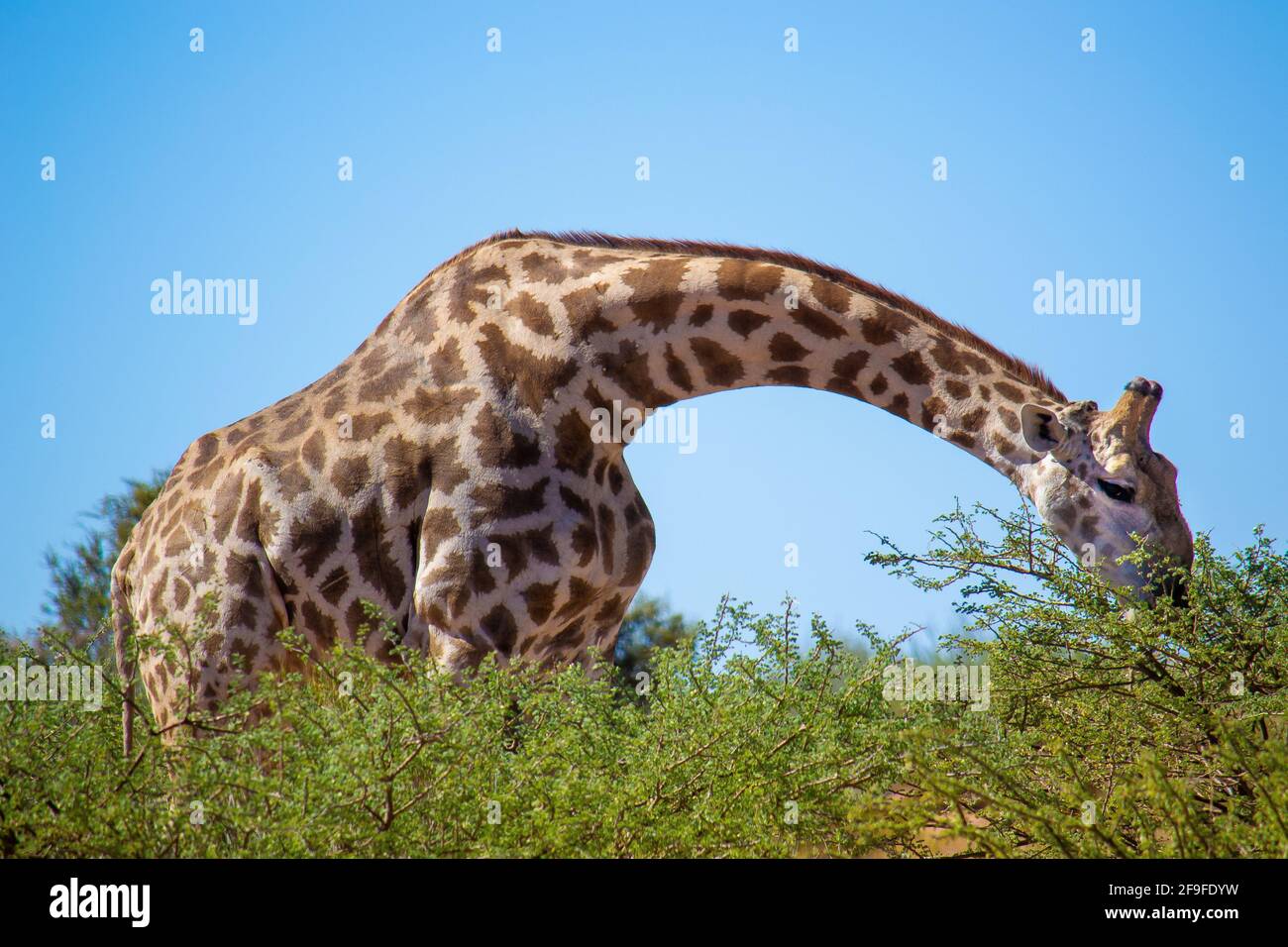 Cape, alias South African, Giraffe bei einem Snack im Krüger National Park. Der südafrikanische Krüger-Nationalpark ist einer der größten in Afrika. Stockfoto