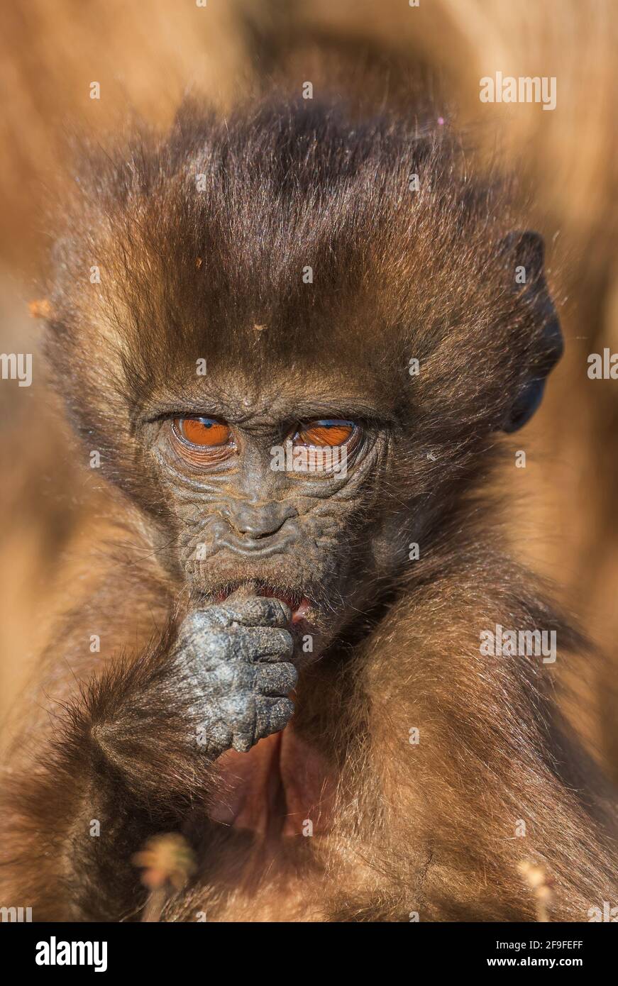 Gelada Baboon - Theropithecus gelada, schöner Bodenprimat aus dem Simien-Gebirge, Äthiopien. Stockfoto