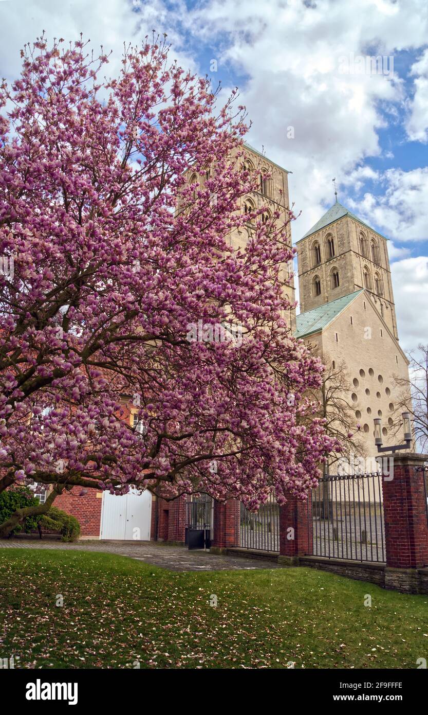 Blick auf den mittelalterlichen Münster oder den St.-Paulus-Dom in Münster Stockfoto