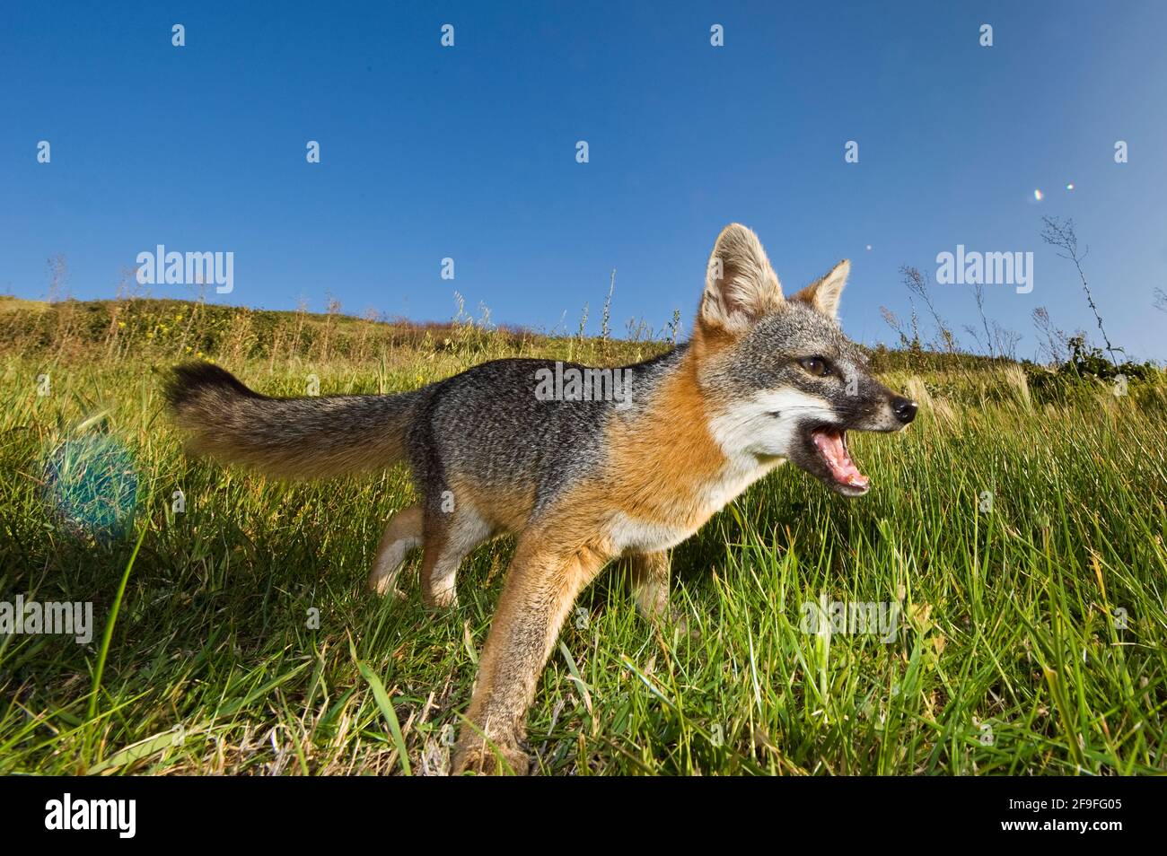 Nahaufnahme von Island Fox (Urocyon littoralis), Santa Cruz, Channel Islands, California, USA Stockfoto