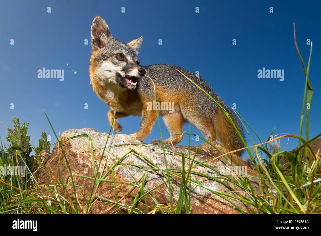 Nahaufnahme von Island Fox (Urocyon littoralis), Santa Cruz, Channel Islands, California, USA Stockfoto