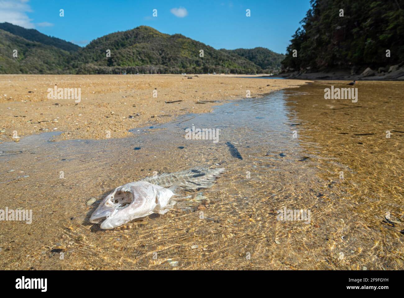 Ein Fischskelett an einem Bach in der Torrent Bay im Abel Tasman National Park, Neuseeland Stockfoto