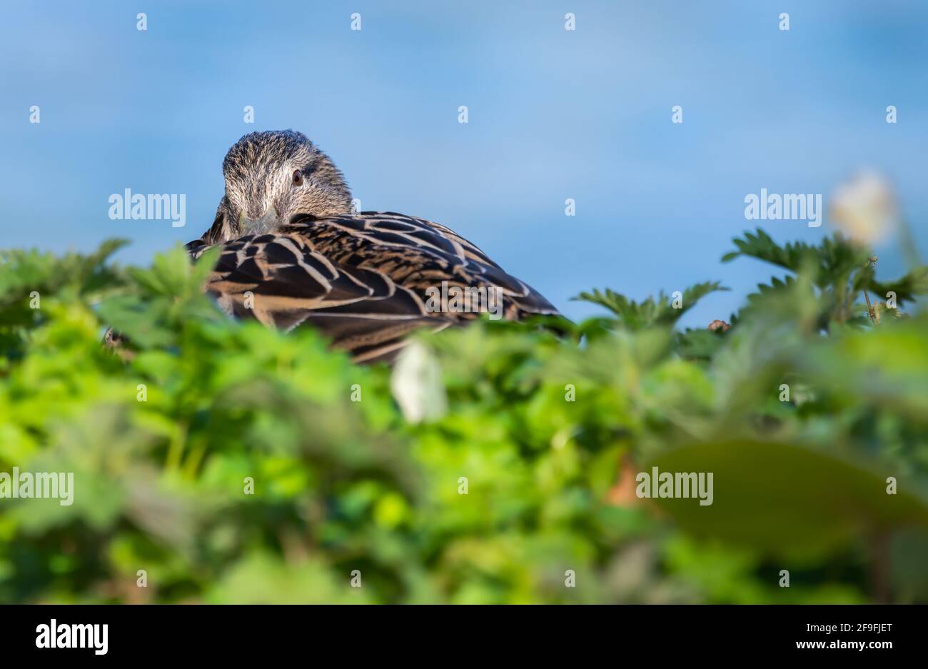 Erwachsene Henne Mallard Duck (Anas platyrhynchos), die im Frühjahr an Land am Wasser in West Sussex, England, Großbritannien, liegt. Stockfoto