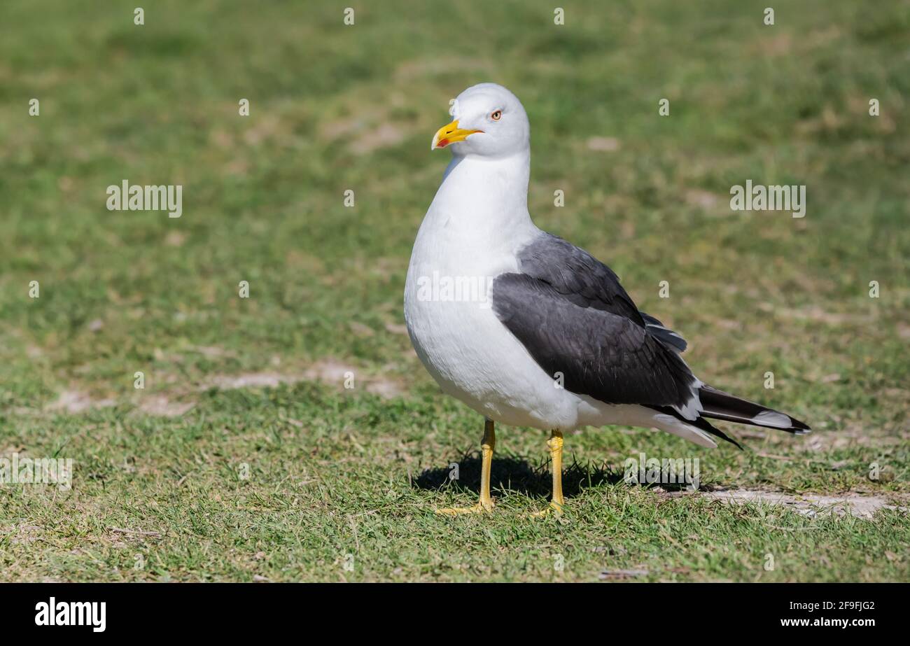 Seitenansicht einer erwachsenen Zwergmöwe (Larus fuscus) auf dem Boden im Frühjahr in West Sussex, England, Großbritannien. Stockfoto