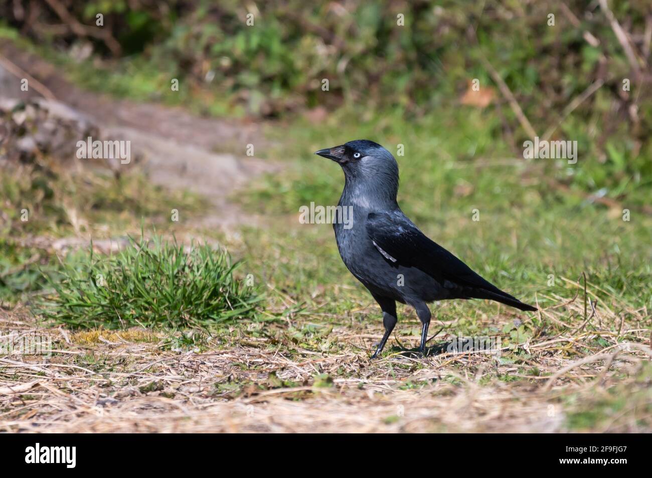 Seitenansicht einer Western Jackdaw, AKA Eurasische Jackdaw (Coloeus monedula), die im Frühjahr in West Sussex, England, auf dem Boden steht. Stockfoto