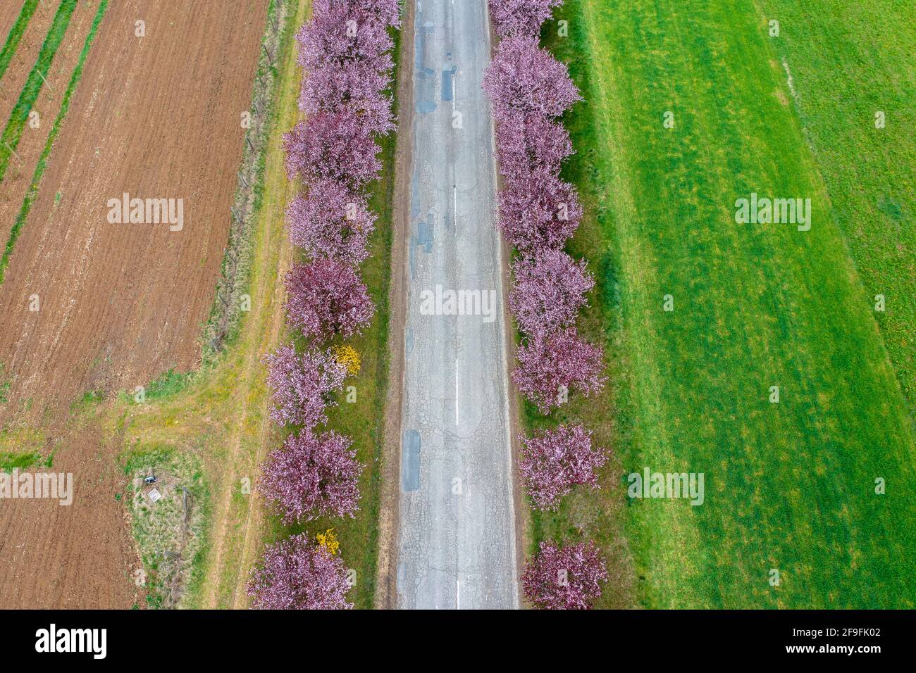 Berkenye, Ungarn - Luftaufnahme über schöne blühende Pflaumenbäume an der Straße. Frühling Sonnenaufgang Landschaft, Kirschblüte. Stockfoto