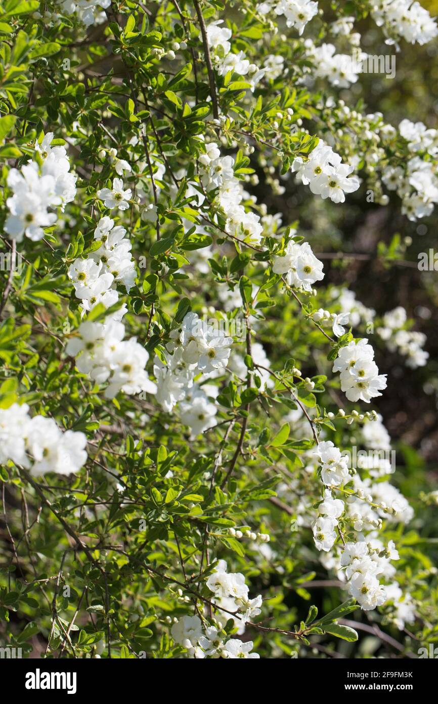 Exochorda x macrantha 'die Braut'. Stockfoto