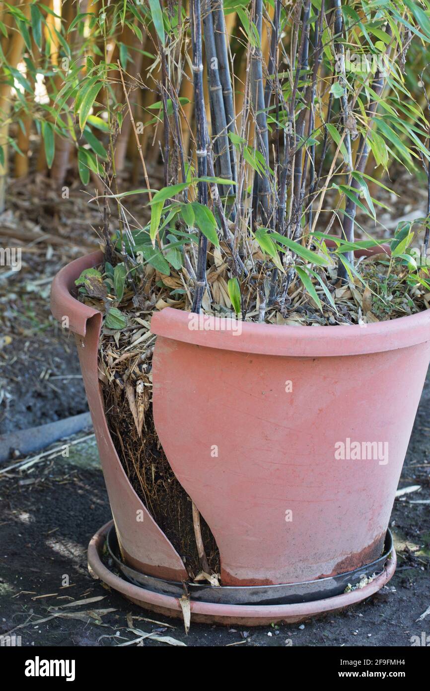 Gespaltener bambus -Fotos und -Bildmaterial in hoher Auflsung  Alamy
