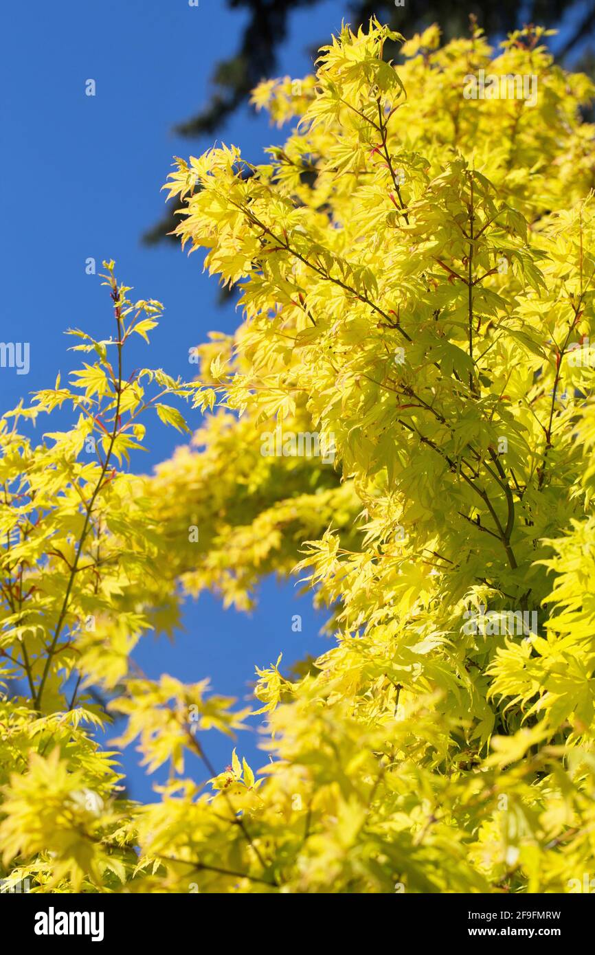 Acer palmatum „Orange Dream“. Stockfoto