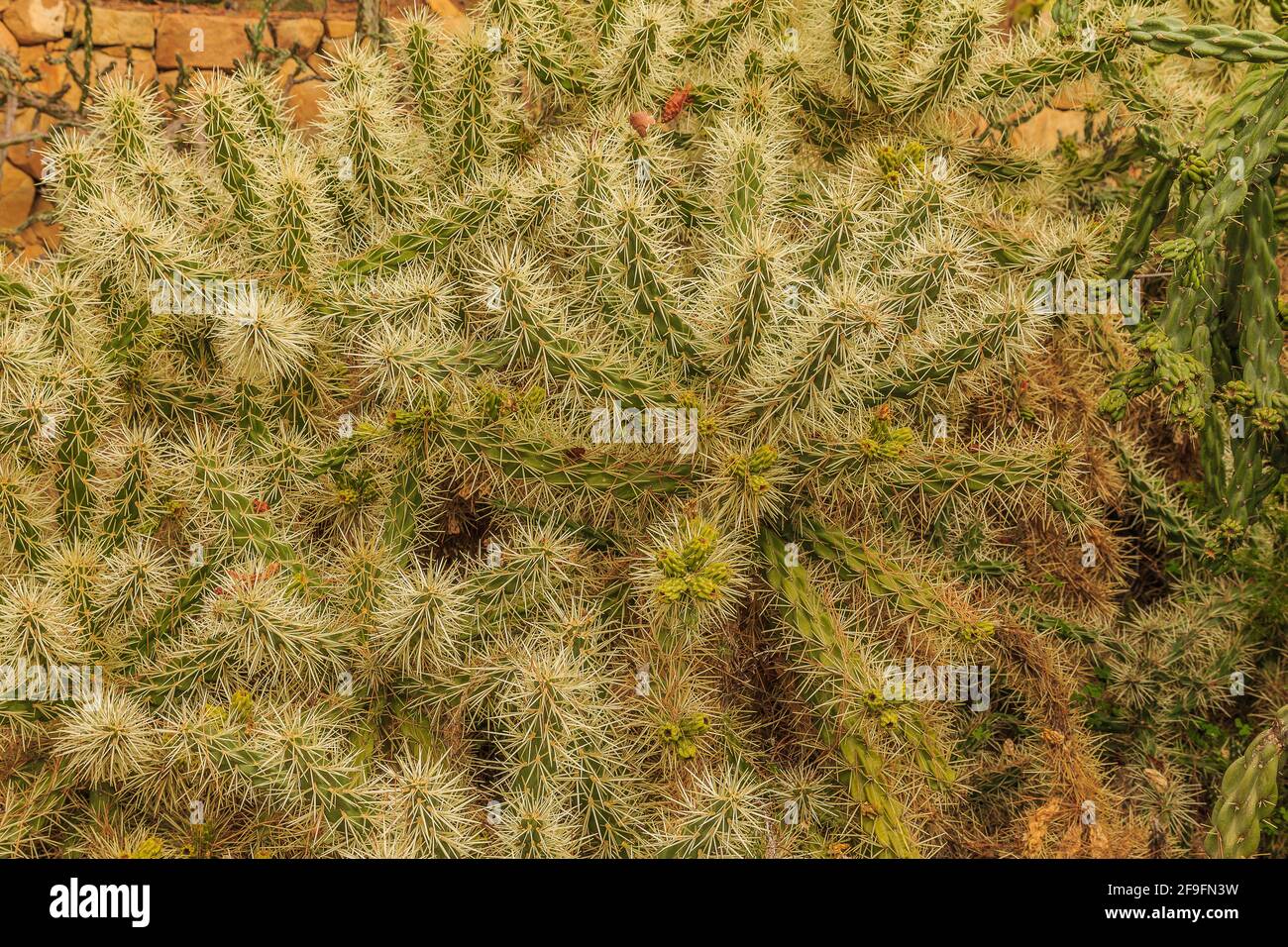 Kakteen Pflanzen Cylindropuntia tunicata aus der Wüste von Arizona ohne Blumen im Herbst. Gepflanzt im botanischen Garten auf steinigem Boden Stockfoto