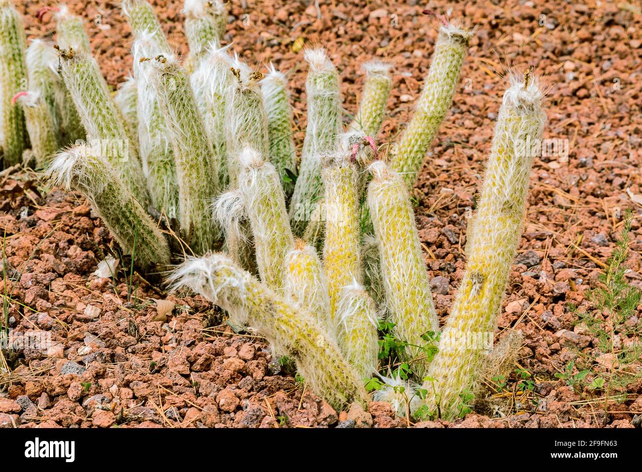 Mehrere Kakteen Pflanzen Oreocereus celsianus aus der Wüste von Bolivien, Chille und Peru ohne Blüten im Herbst. Gepflanzt im botanischen Garten auf s Stockfoto