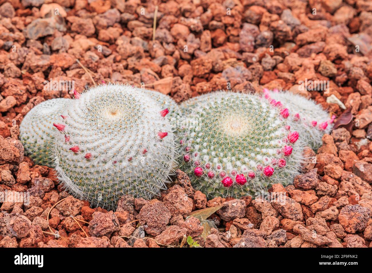 Kaktus mammillaria muehlenpfordtii auf braunem steinigen Boden im Herbst mit vielen weißen Stacheln und rosa Blüten. Herkunftsland Mexiko auf dem Amerika Stockfoto