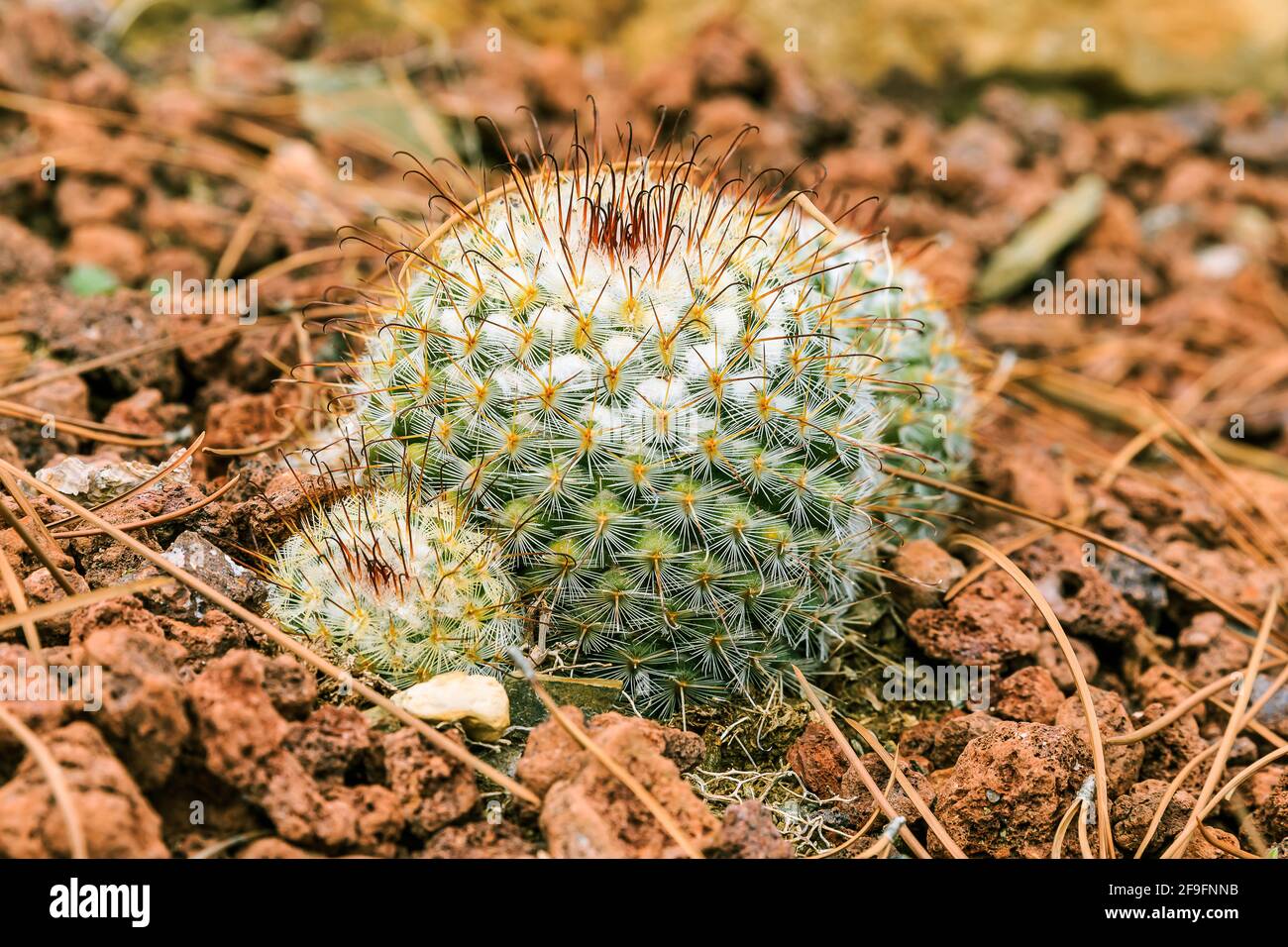 Kaktus Mammillaria bombycina auf steinigem Boden im Herbst in kugelförmiger Form mit Stacheln und wollig weißen Enden ohne Blüten. Herkunftsland Mexikanisch Stockfoto