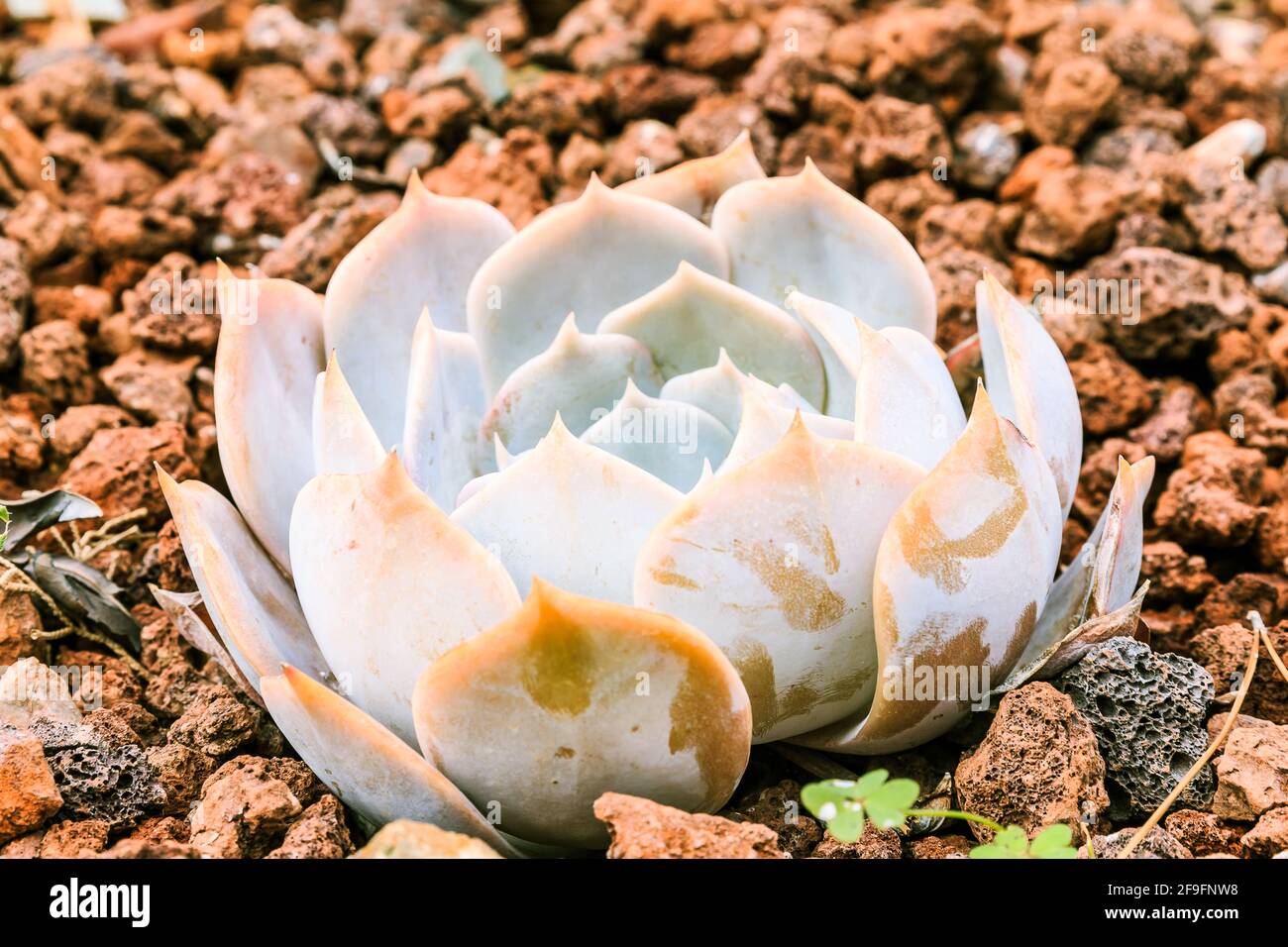 Landschaftspflanze Cactus Crassulaceae Graptoveria Demie Lune mit grauen und grünen Blättern auf steinigem Boden im Herbst ohne Blüten. Herkunftsland Mex Stockfoto