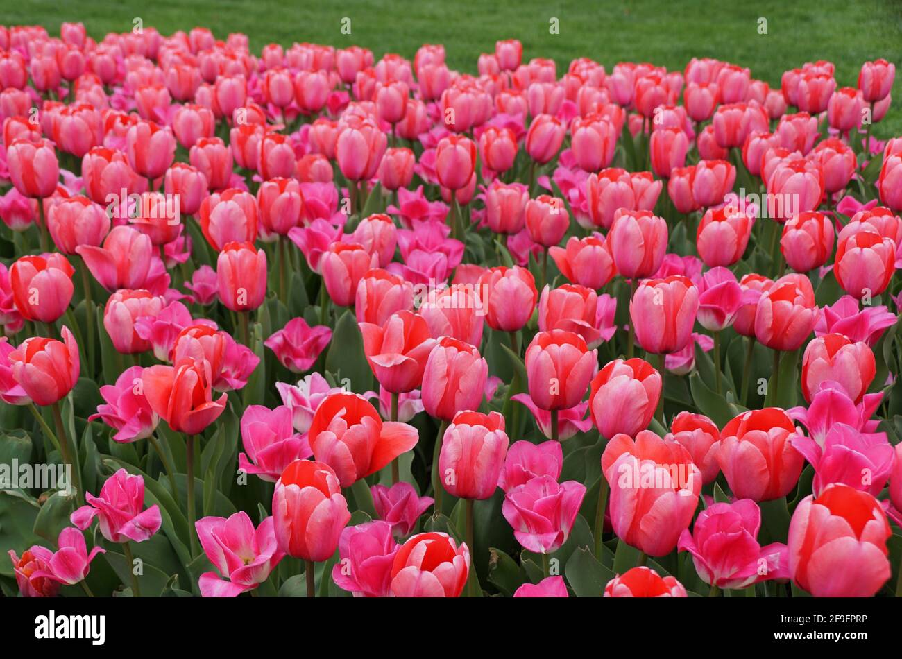 Die wunderschöne Darwin Hybrid Tulpe „Pink Impression“ blüht in voller Blüte Stockfoto